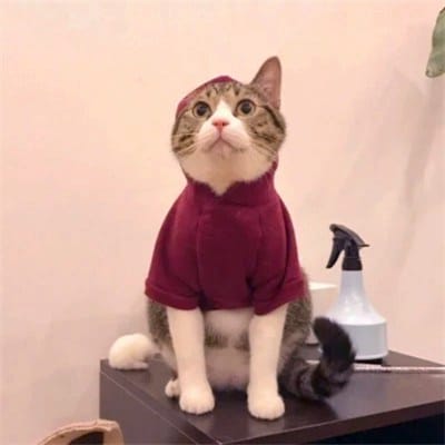 Dewi Kartika avatar